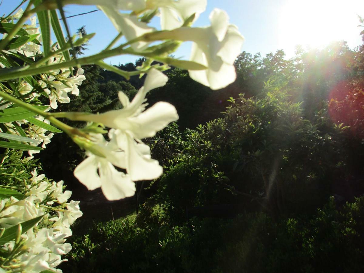 B&B Carboni Penna San Giovanni 外观 照片